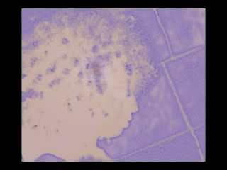 Pcdmovxv.mov